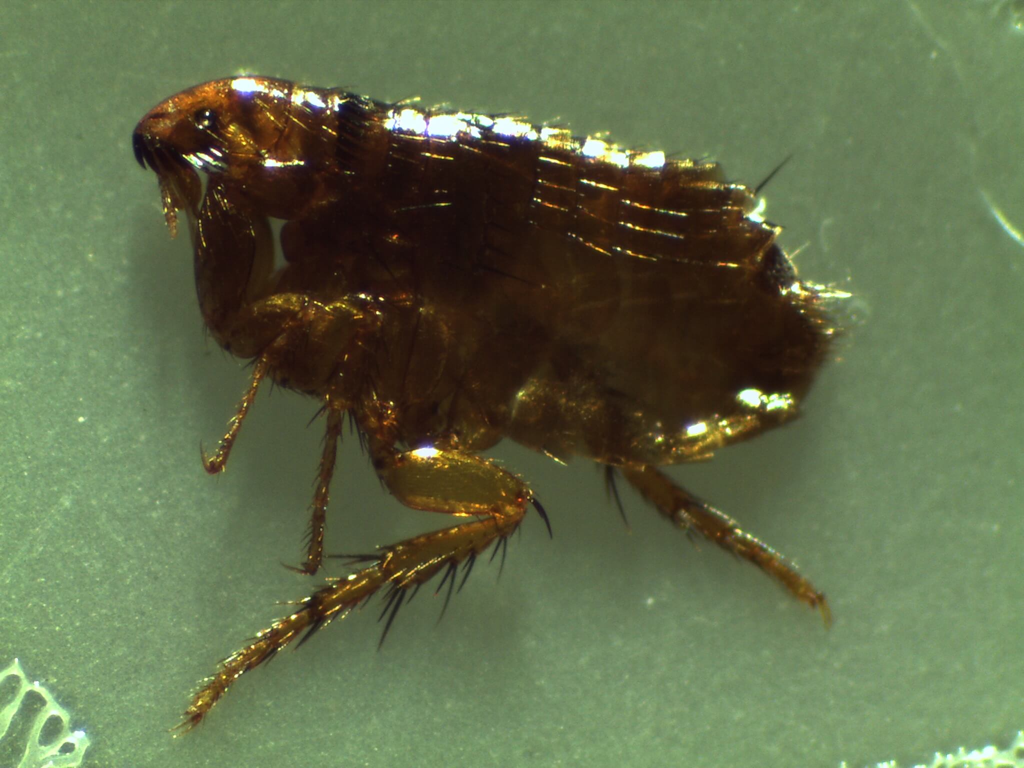 fleas from carpet