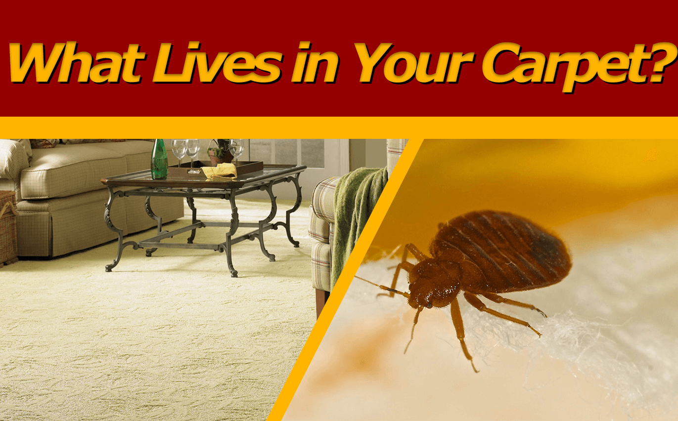 What Lives In Your Carpet And Furniture