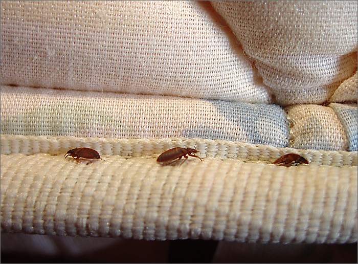 The reason why Bed Bugs are Bad